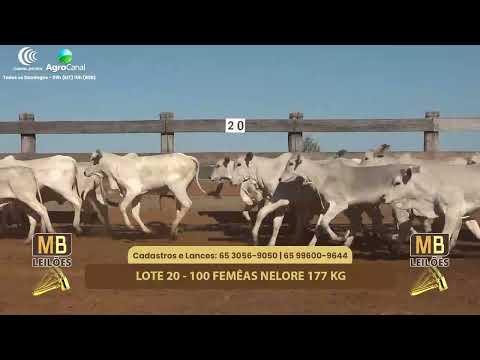 510� LEIL�O VIRTUAL MB LEIL�ES