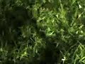 roj�o! by: lukinhas and samuca