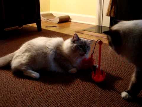 0 JW Pet Cataction Swatical – Floppycats.com Review