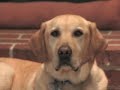 A Dog\
