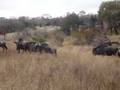 Wildebeest crossing the road 