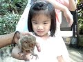 Tarsiers#4