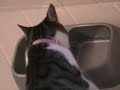 funny cats funny animals. cat is a afraid to drink with face funny cats funny animals. cat is a afraid to drink with face