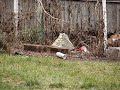Shooting Shit With A Crosman Powermaster 66