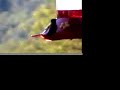 Hummingbirds on the Farm Hummingbirds on the Farm