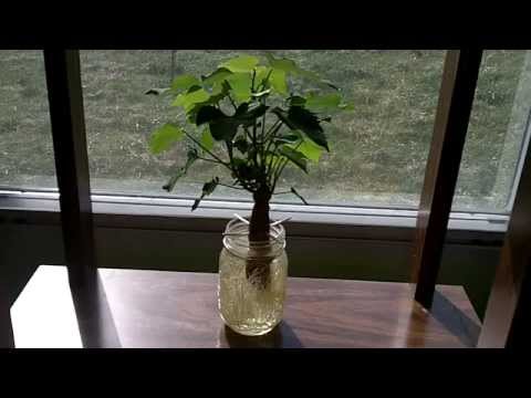 how to grow a sweet potato vine in a jar