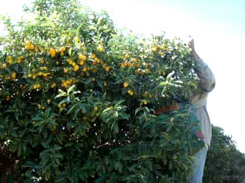 kumquat