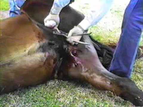 castration