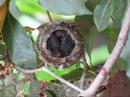 humming bird nest humming bird nest
