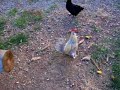 evil chicken evil chicken
