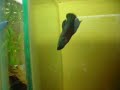 Blue HM Plakat - Betta