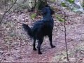 Beta, Flatcoated retriever