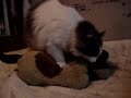 un gato bastante at�pico y sus desventuras sexuales con un peluche llamado 