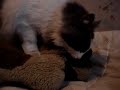 un gato bastante at�pico y sus desventuras sexuales con un peluche llamado 