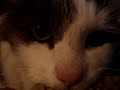 un gato bastante at�pico y sus desventuras sexuales con un peluche llamado 