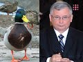 Chomiki rządzą Polską