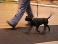 puppy walking