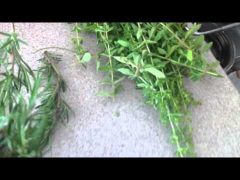 how to harvest dill without killing the plant