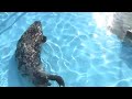 気持ちよく泳ぐアザラシの�...