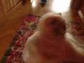 videos de FACE TO FACE