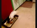 Mr. Lola acting crazy!