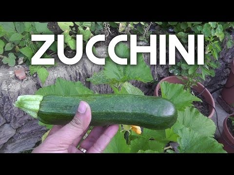 how to harvest a zucchini
