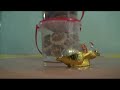  chinese new year celebration holiday video clip card foods chinatown