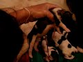 akita-birthing-pup.html