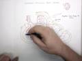 Glomerular Filtration Rate Part 1 Why Control is So Neccessary