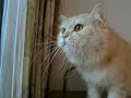 ??????????(when cat see the bird?)