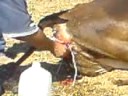 cirujia campirana de una vaca para restablecer la matriz cirujia campirana de una vaca para restablecer la matriz