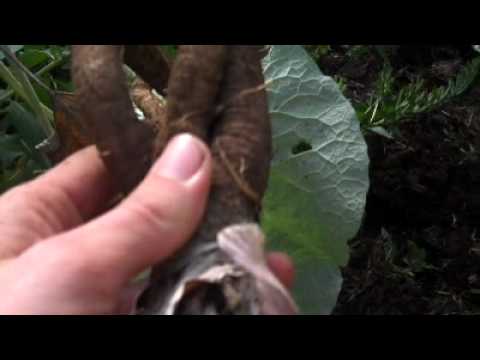 how to harvest osha root