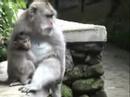 Indonesia - Bali , The Diversity