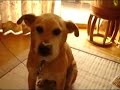 Dog that eats bread on his nose 2