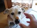 Dog that eats bread on his nose 2