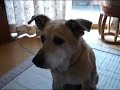 Dog that eats bread on his nose 2