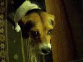 lyla the beagle(merry christmas)