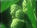 you've been hearing about all the great things tahitian noni juice can do for you, but you don't quite understand how the juice works. this is the most detailed a explanation of the power of tahitian noni juice. would you expect any less from the discovery channel!