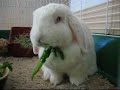 Midow loves parsley - part II
