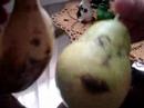 Les Aventures de Poire et Banane - Episode 1 Les Aventures de Poire et Banane - Episode 1
