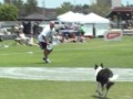 2007 Florida State Frisbee Dog Championships-GIPPER