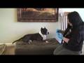 Canine DNA test results