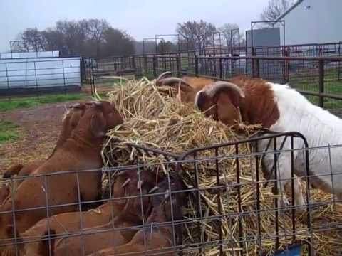 boergoat farming - A video discussing how we raise our Boer bucks to be gentle and easy to handle. We also discuss some of the possible reasons some bucks are not so gentle.