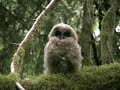 Fledgling owls learn to fly