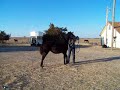 RDS Glory Morgan horse black filly1