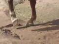 Barefoot Horses In The World's Ugliest Pasture
