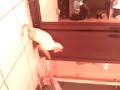 Le chat qui savai saut�