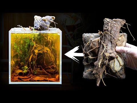 YouTube reptile video