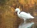 Snowy Egret fishing - Garceta