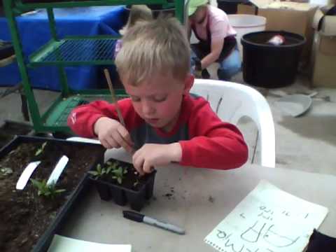 how to transplant vinca